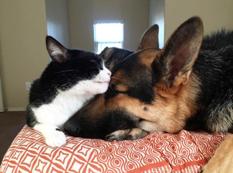 Big Dog And Cat Are The Best Of Friends