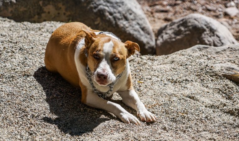 Pitbull Rescue
