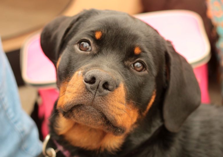 Dog Who Recovered From A Broken Back
