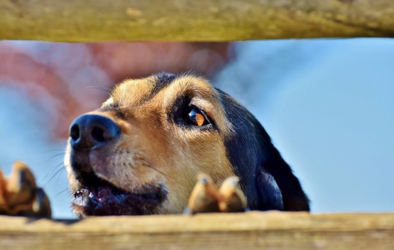 Man Goes Into Well To Save Dog