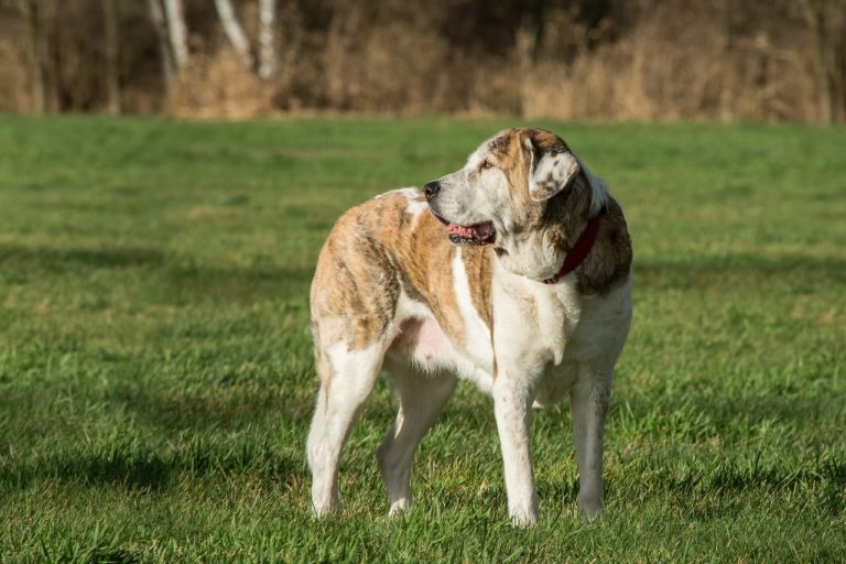 Rescue Of A Giant Dog