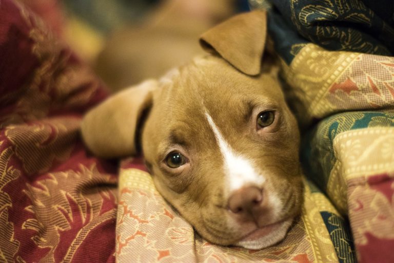 Adorable Pit Bull Devastated After Ripping Favorite Pillow Apart
