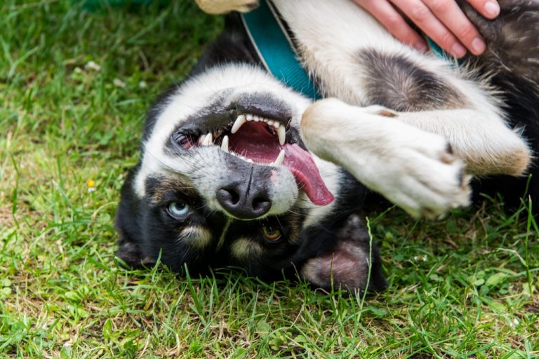 Crazy Habits Huskies Have