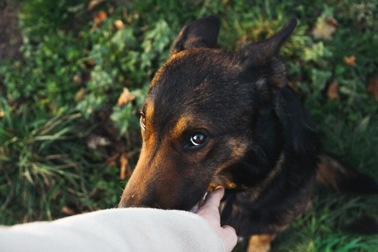 The Foundation That Helps Military Service Canines Heal After Their Retirement