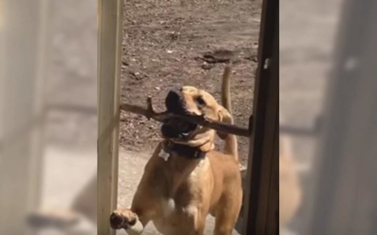 Funny Labrador Stubbornly Tries To Fit Large Stick Through Their Door