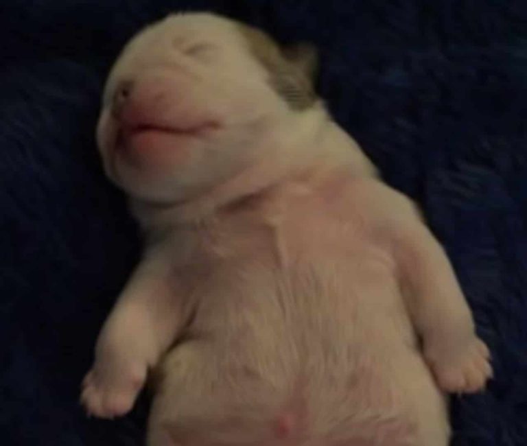 Adorable Newborn Bulldog Puppy Dreams In The Cutest Way