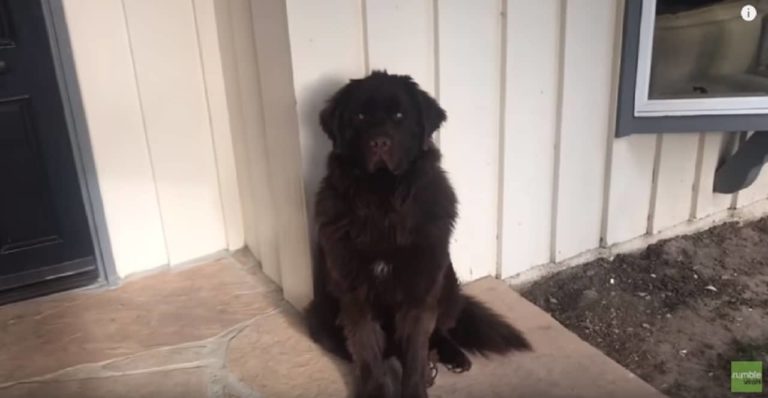 Sensitive Samson Sulks Like Crazy Until Fur Parent Begs Forgiveness