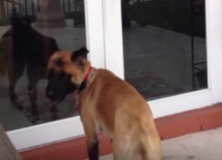 Beer Cleverly Opens Their Backyard Door Using Ingenious Method