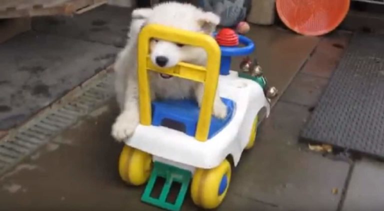 Little Samoyed Puppy Drives Toy Car On His Own