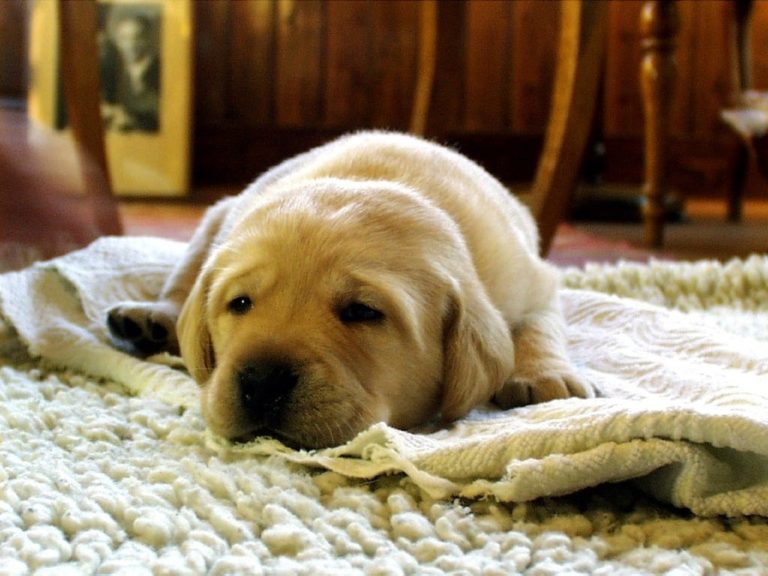 Puppy Who Got Spooked From Car Accident She Was In, Went Missing For Weeks