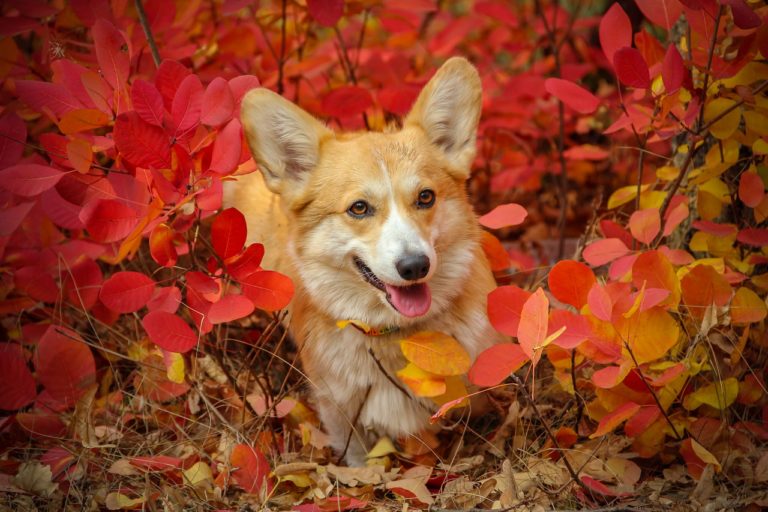This Café Packed With Corgis Is Too Cute For Words!