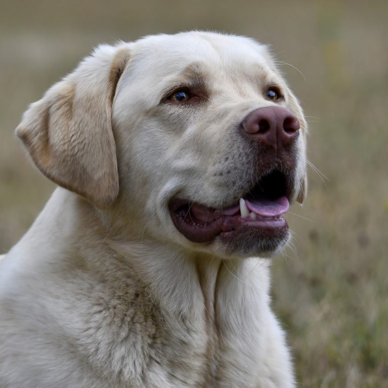 Wild Wolf And Yellow Labrador Meet For The First Time