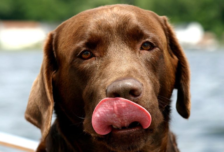 Humane Society Reunites Labrador With His Family