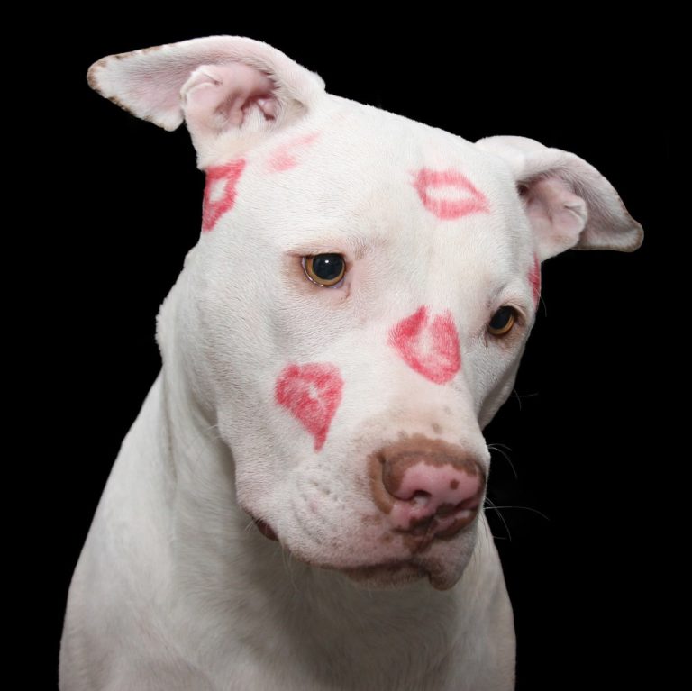 Depressed, Unwanted, And Confused Pittie Finally Finds His Happily Ever After