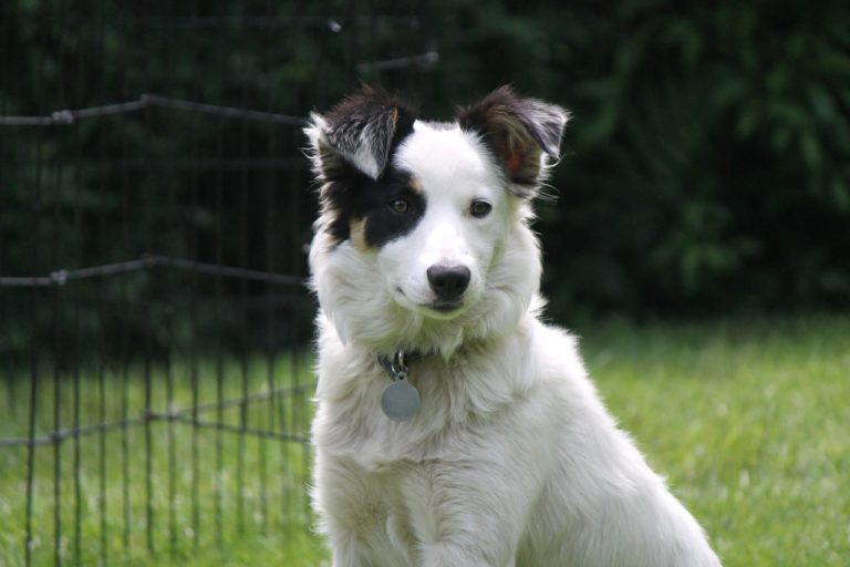 250 Goats That Rallied In A Quiet Suburb Were Herded By One Border Collie And Her Handler