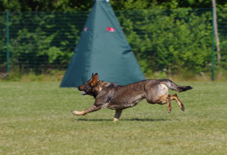 This Police Dog Loves Joining His Trainer During Exercise Session