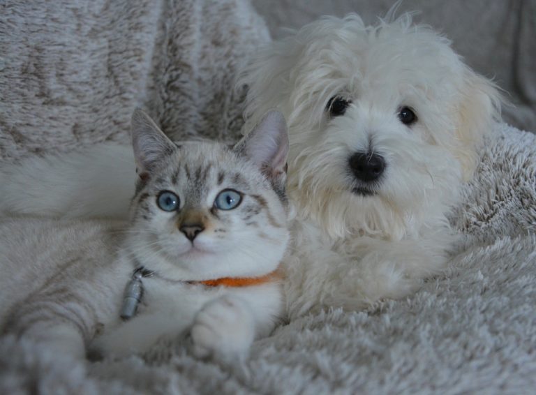 Rescued Cat Gets Help From Adorable Husky Adapt In New Home – Now, They Are Best Friends