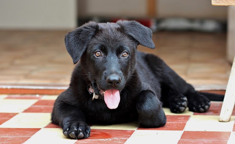 Another “Good Boy” Went Viral After Dog Saved His Owners From Fire