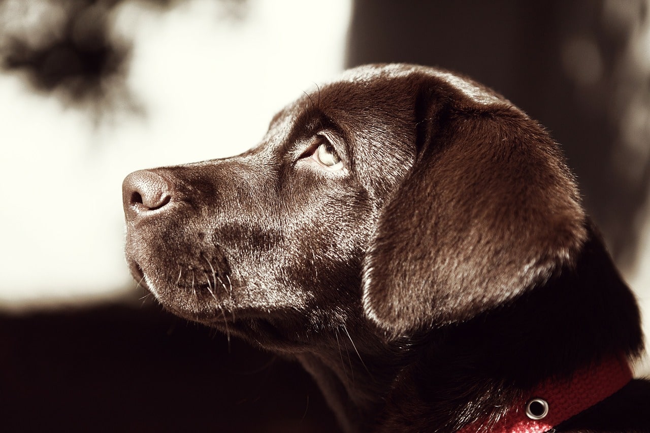 Funny Video Of A Sulking Dog In A Car Goes Viral