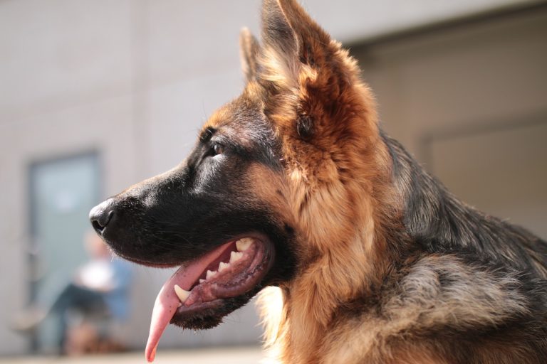 Hero Dog Shot Three Times While Protecting Owner