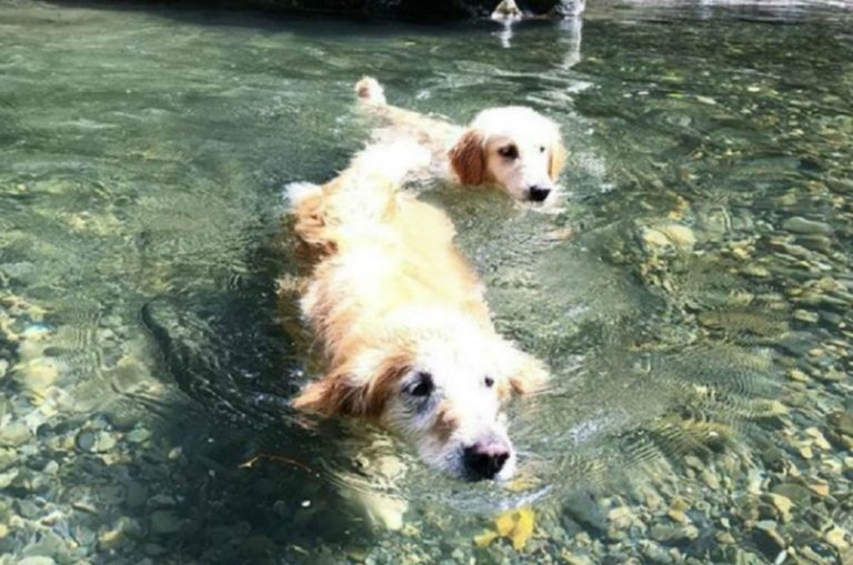 Must Watch! Golden Retriever Pair Play Underwater Version Of Fetch