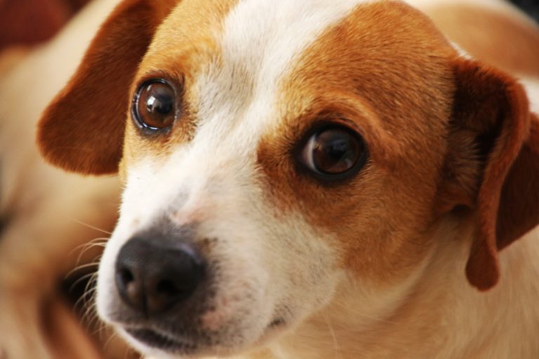 Injured Dog Rescued From A Hoarding Situation Sails Through Surgery And Subsequent Recovery Thanks To His Sunny Disposition
