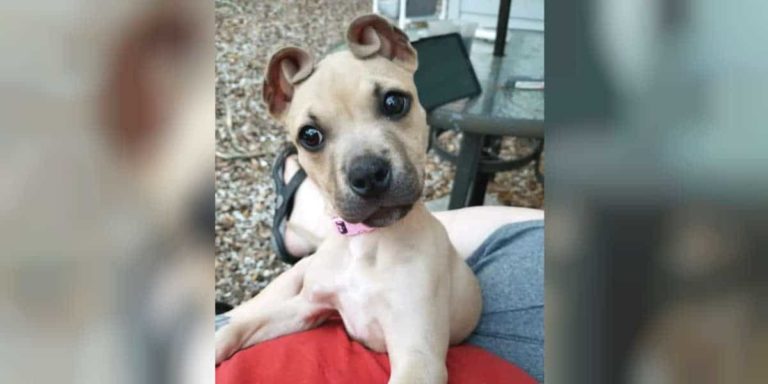 Check Out This Cute Puppy With Cinnamon Roll Ears!