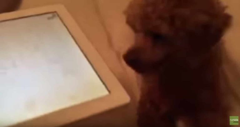 Techy Poodle Tinkers With Fur Parent’s Latest Ipad