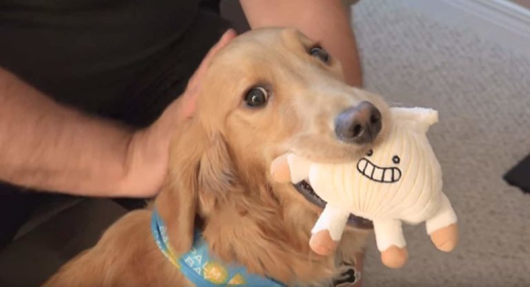 Miserable Pooch Receives The Best Surprise From Her Beloved Humans