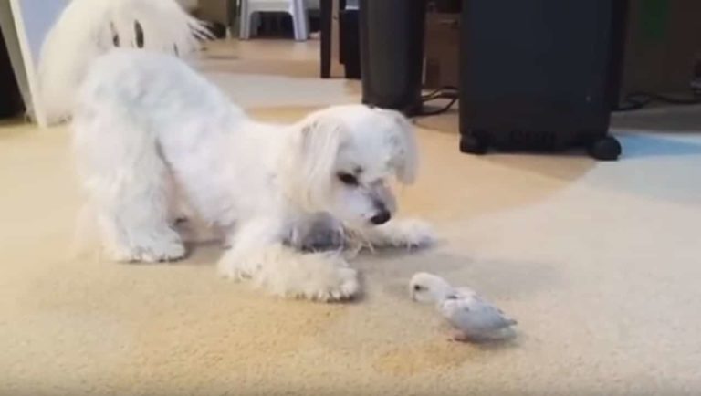 Maltese Puppy Enjoys New Friendship With Parrot