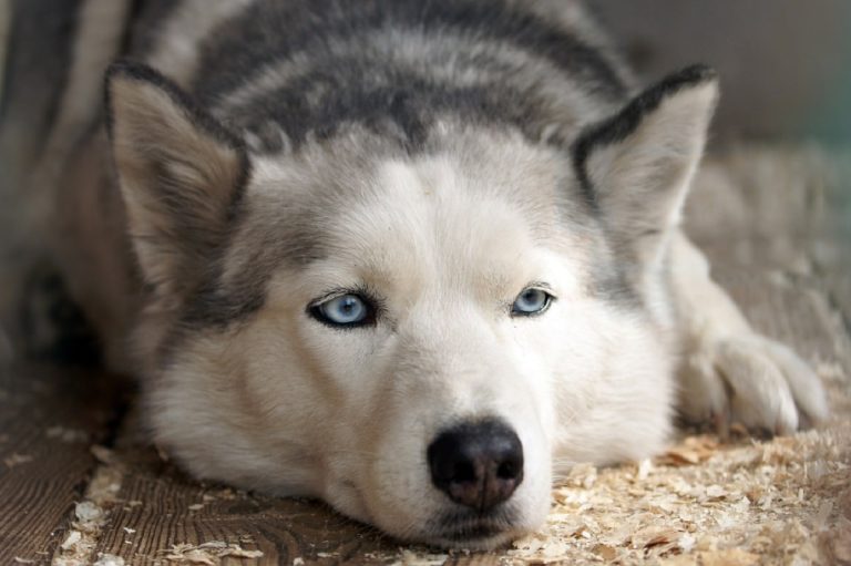 Hero Husky Saves Seven Kittens Abandoned In Nearby Woods