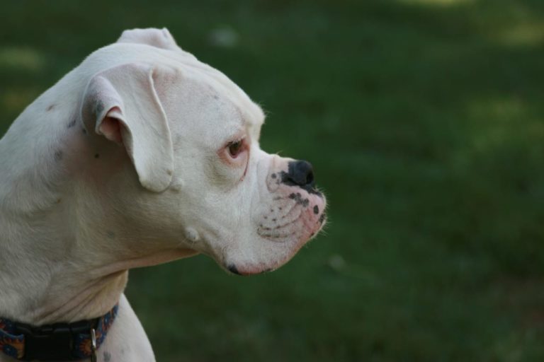 Two-Legged Puppy Finds Happiness With Foster Parents