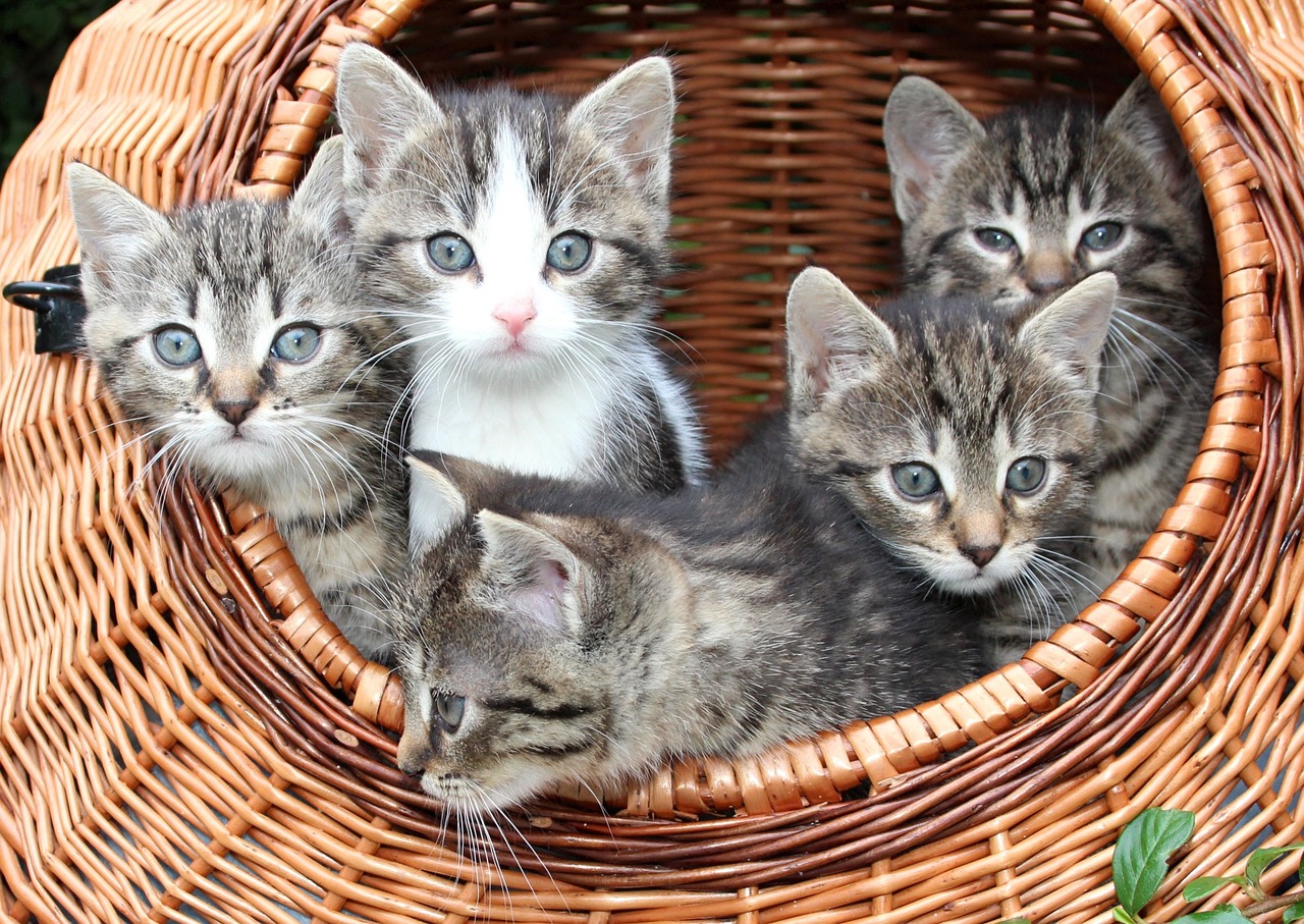 cat, kitten in a basket, babies