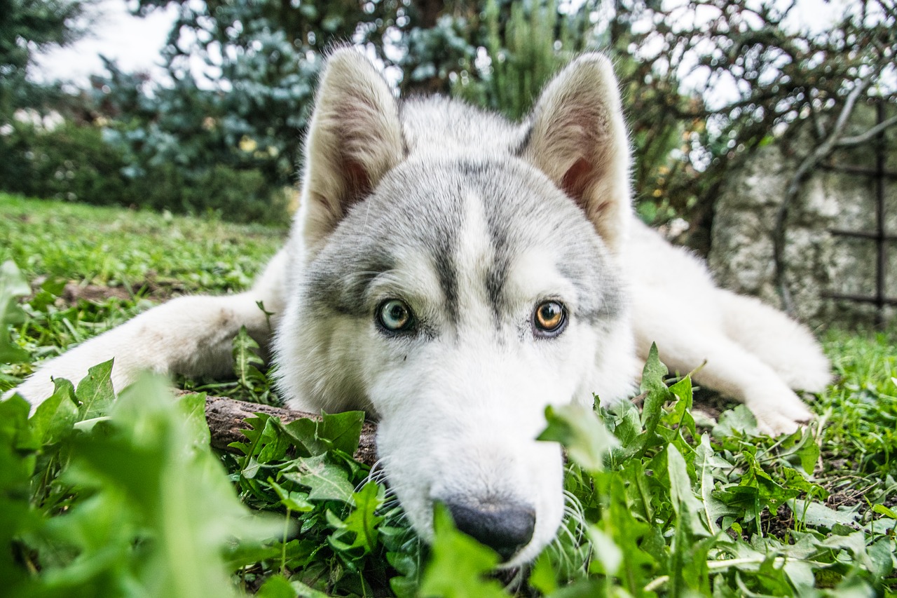 husky, siberian husky, dog