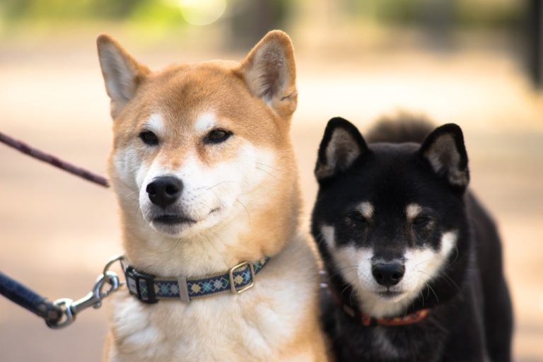 Hunter, The Professional Shiba Inu Painter
