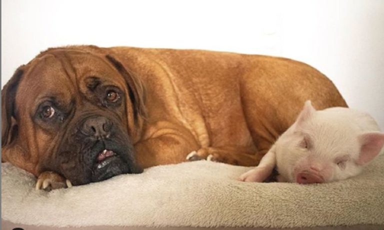 This Massive French Mastiff Loves His Pig Sister So Much