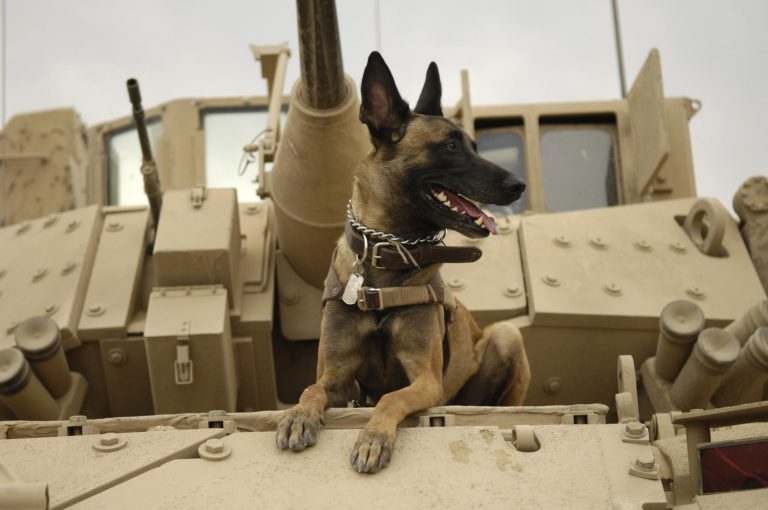 Navy Seal Museum Opens K9 Project
