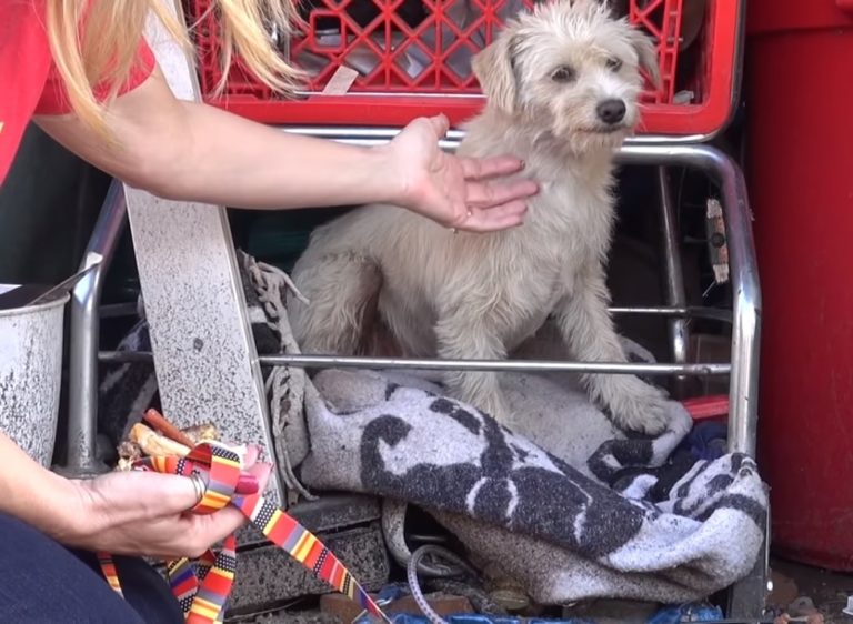 Stray Dog Lived Under A Grocery Cart Until She Was Rescued