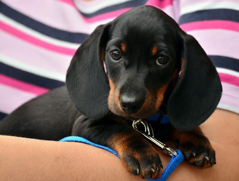 Obese Dachshund Loses More Than 50 Pounds On His Way To Better Health