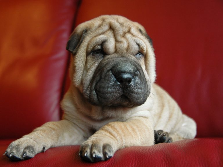 Overweight Shar-Pei Slims Down To His Target Weight With Family’s Help