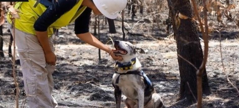 Rescue Dog Helps Save Koalas From Bushfires In Australia