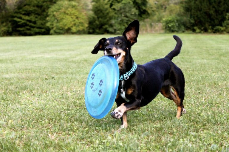 This Dachshund Is Making A Name As An Excellent Herding Dog