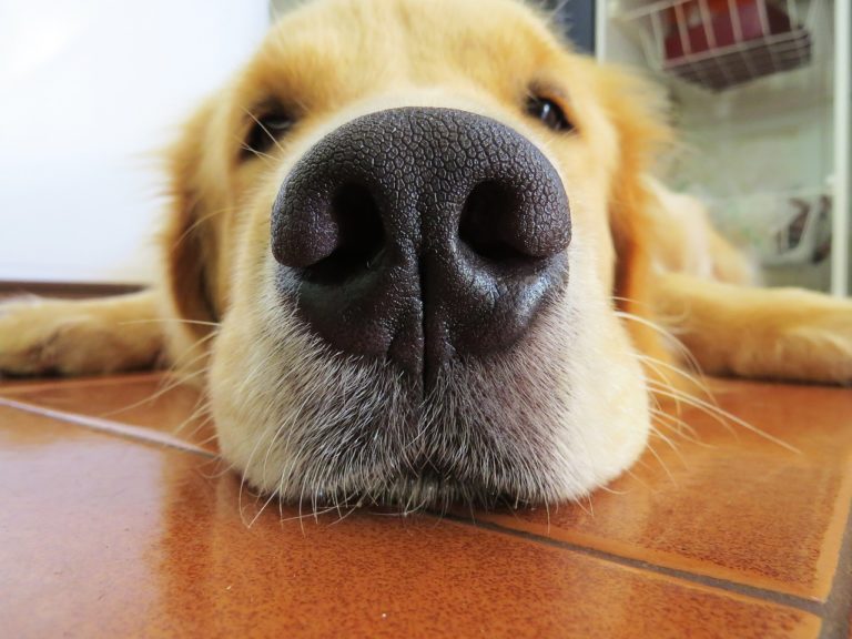 This Golden Retriever Didn’t Expect This From His Owners
