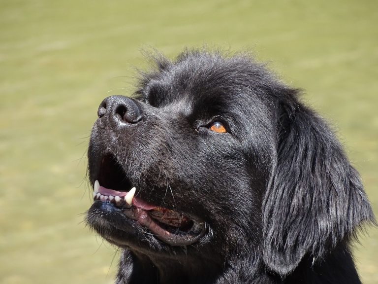 Hilarious Newfoundland Makes The Most Convincing Begging Face