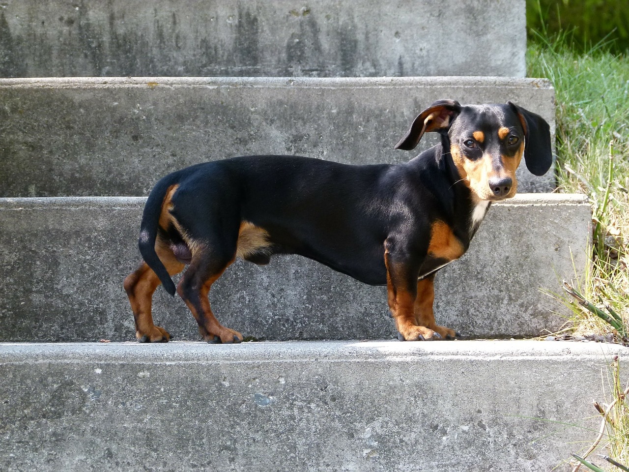 Dachshund Meets A Seal During A Holiday, And They Became Friends Instantly!