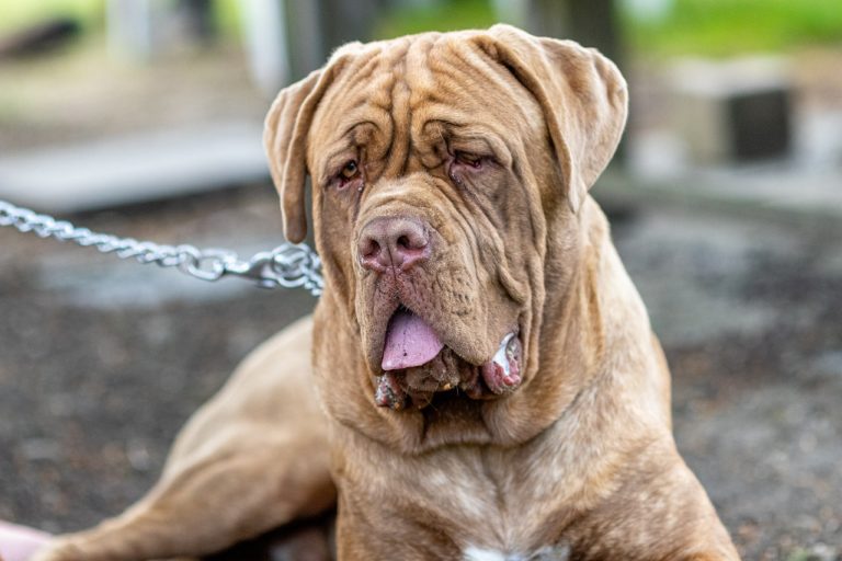 Exhausted Mastiff Was Rescued From A Mountain Top