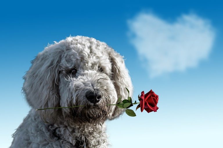 Orlando Hotel Offers Valentine Package For Dogs