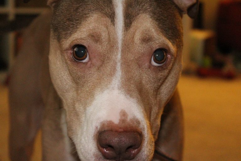 This Pit Bull Saved Her Home And Family From Possible Gas Explosion