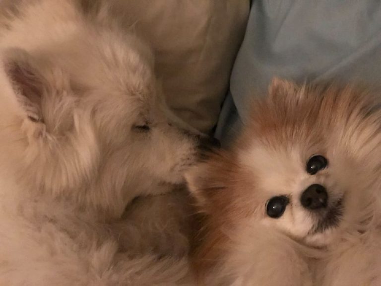 Blind Eskie’s Adventure Guided By Loving Pomeranian Brother