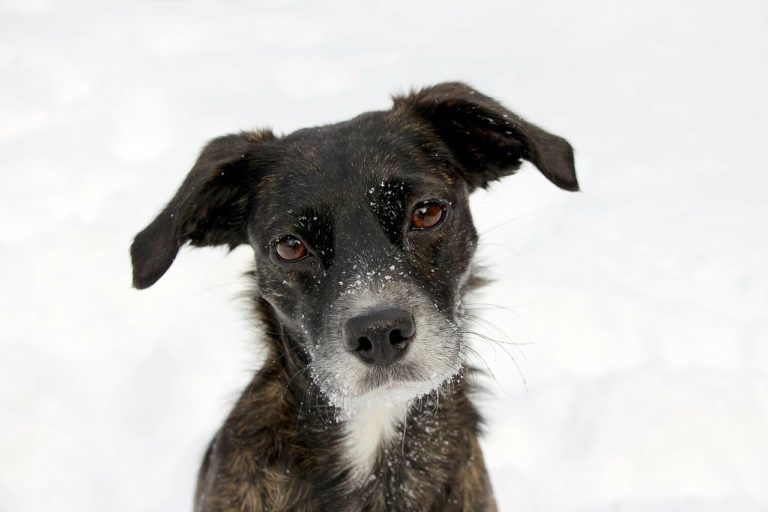 Rescue Hound Displays Powerful Dramatic Reactions On Cam